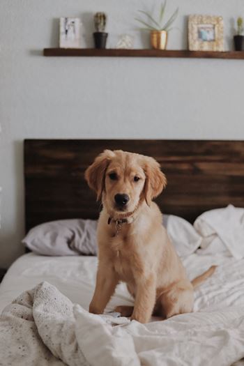 Pet friendly puppy