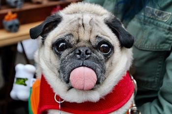 Pet friendly (breed restrictions apply)