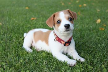 Small dog puppy