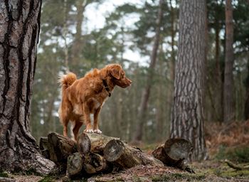 Vigilant dog