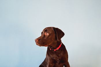 Dog friendly community