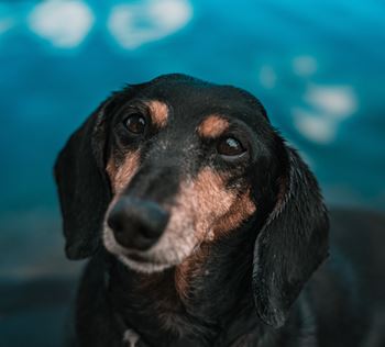 Dog friendly community
