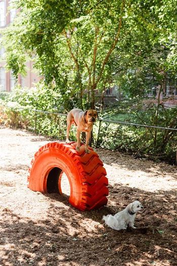 Dog park