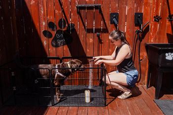 Dog wash