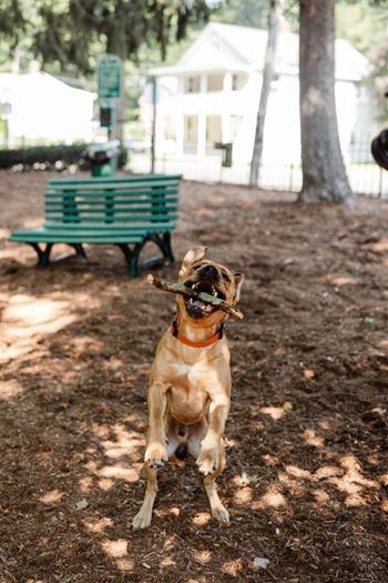 Dog park