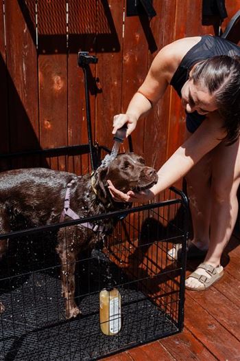 Dog wash