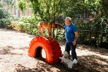Dog park
