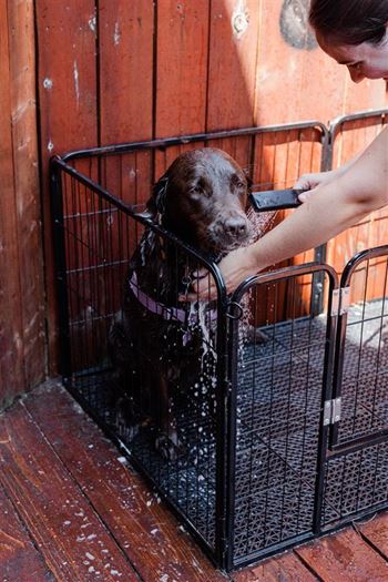 Dog wash