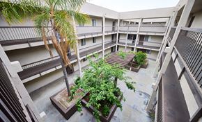 Los Angeles apartment for rent - A courtyard with a palm tree and potted plants.