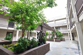 Los Angeles apartment for rent - A courtyard with a tree and plants.