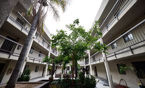 Los Angeles apartment for rent - A tree in the middle of a courtyard surrounded by buildings.