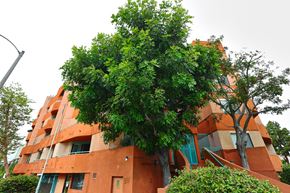 Los Angeles apartment for rent - A tree with green leaves is in front of a building with orange walls.