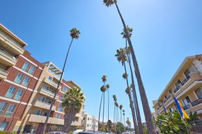Los Angeles apartment for rent - Palm trees line a street in front of apartment buildings.