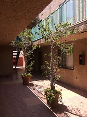 Los Angeles apartment for rent - a courtyard with two potted plants and a tree