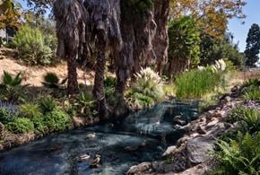 Mission Viejo apartment for rent - A group of ducks are swimming in a pond.