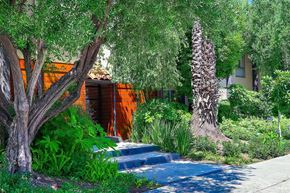 Los Angeles apartment for rent - A tree with a blue path in front of a building.
