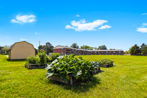 Lafayette apartment for rent - Vegetable garden at Briarwood Apartments in Lafayette, featuring a variety of thriving plants in raised garden beds.