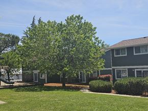 Winston apartment for rent - A tree in front of a grey house.