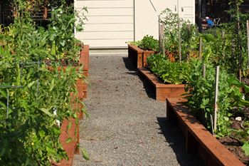 Community garden and courtyard