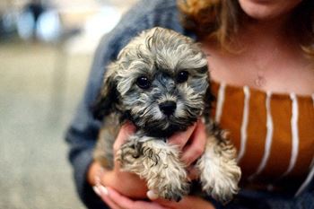 Terraces-amenity-pet-friendly.Jpg