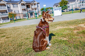 A brown dog with a red and black harness sits on the grass.