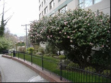 Seattle apartment for rent - A black fence runs along a sidewalk.