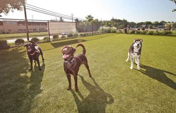 Neighborhood dogs enjoying the bark park 
