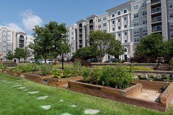 Raised bed community garden with vegetables and flowers