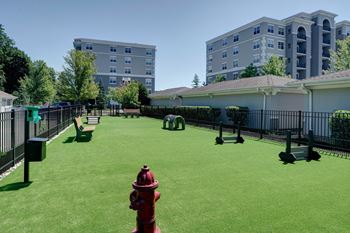 Dog park with turf and agility equipment