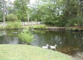 Two white birds are standing in the water