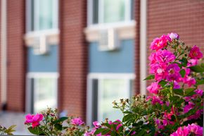 Fort Collins apartment for rent - Pink flowers in front of a building with blue walls.
