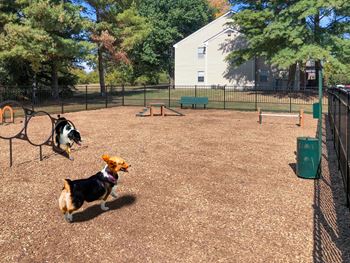Dog park