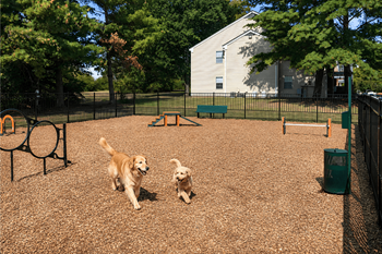 Dog park