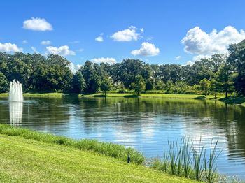 Pond views