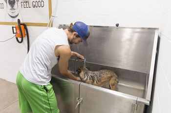 Dog wash station