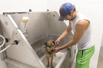 Dog wash station