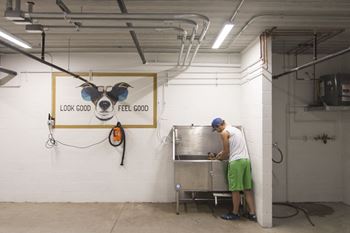 Dog wash station