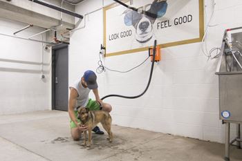 Dog wash station