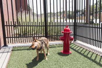 Dog wash station