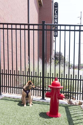 Dog wash station
