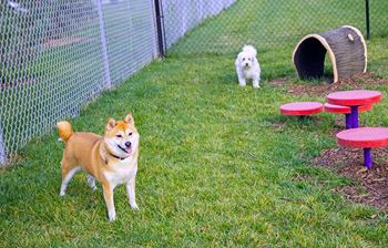 Dog park