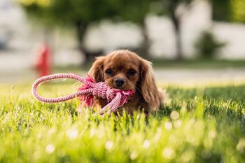 Pet-friendly
