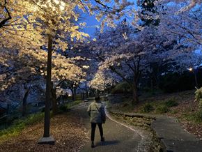 Seattle apartment for rent - a person walking down a path with flowering trees