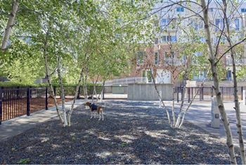 Off-leash dog park