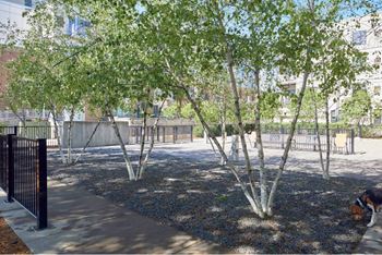 Off-leash dog park
