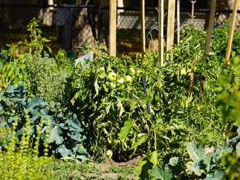 Community garden