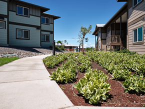 Waikoloa Village apartment for rent - A row of green plants grow in a garden bed between two apartment buildings.