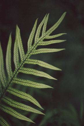 Honolulu apartment for rent - a macro photo of a green leaf of a plant