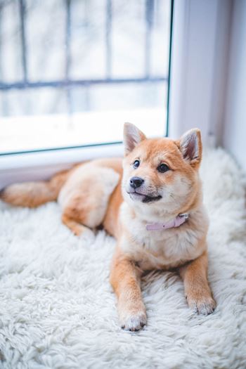 Pet friendly community