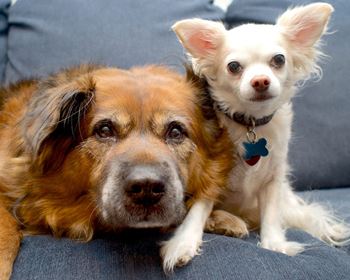 Pet friendly community